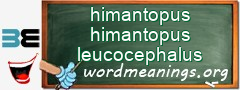 WordMeaning blackboard for himantopus himantopus leucocephalus